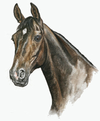 Horse water colour painting cornwall