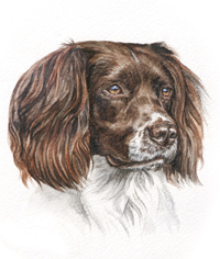 Spaniel Watercolour Painting, Cornwall